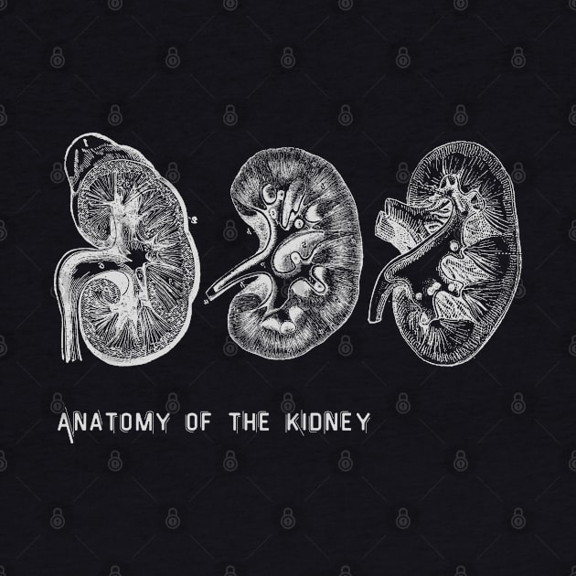 Anatomy of the kidney by Dr.Bear